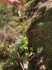 Gentiana lutea