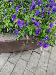 Viola × wittrockiana