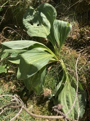 Gentiana lutea