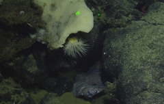 Microstomus bathybius