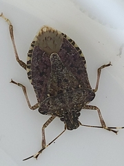 Halyomorpha halys