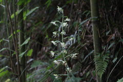 Habenaria petelotii