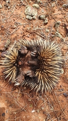 Tachyglossus aculeatus acanthion