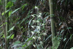 Habenaria petelotii