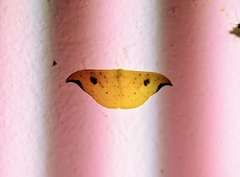 Tridrepana adelpha