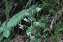 Habenaria petelotii