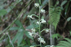 Habenaria petelotii