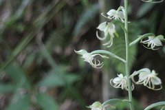 Habenaria petelotii
