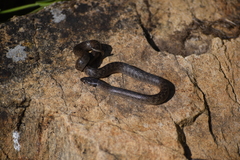 Macroprotodon brevis ibericus