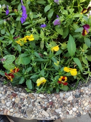 Viola × wittrockiana