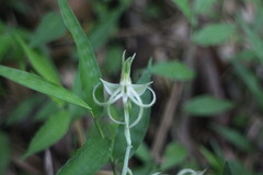 Habenaria petelotii