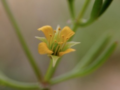 Roepera angustifolia