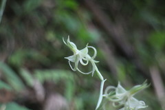 Habenaria petelotii