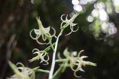 Habenaria petelotii