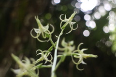 Habenaria petelotii
