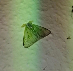 Arctornis marginalis