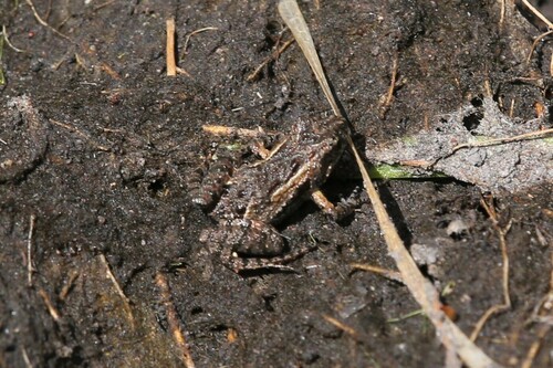 Remote Froglet, Crinia remota