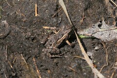 Remote Froglet
