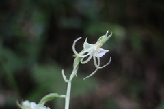 Habenaria petelotii