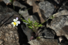 Viola × contempta
