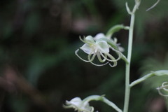 Habenaria petelotii