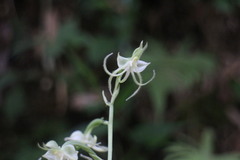 Habenaria petelotii