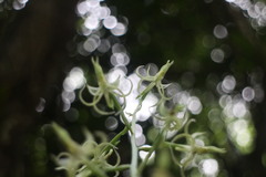 Habenaria petelotii