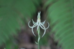 Habenaria petelotii