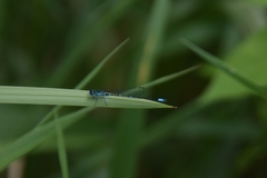 Coenagrion pulchellum
