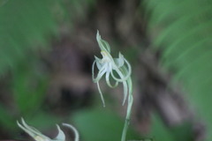 Habenaria petelotii