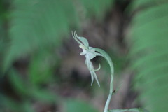 Habenaria petelotii