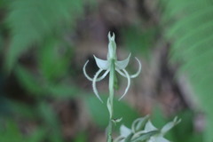 Habenaria petelotii
