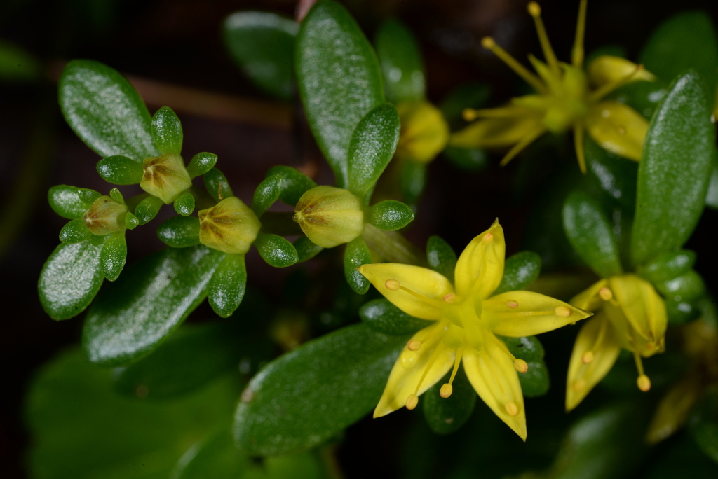 Sedum taiwanalpinum