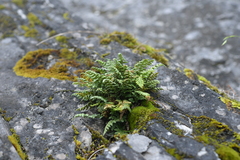 Asplenium exiguum