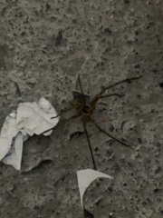 Heteropoda venatoria