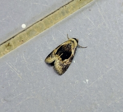 Meekistrotia bacchusi