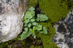 Asplenium exiguum