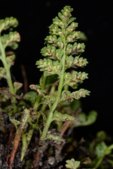 Asplenium exiguum