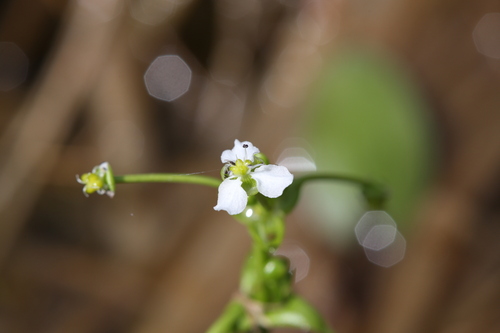 Albidella oligococca (Albidella oligococca)