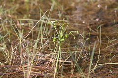 Albidella oligococca