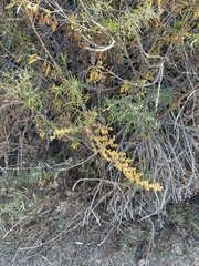 Artemisia palmeri