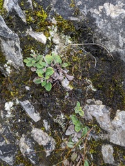 Aster chingshuiensis