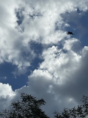 Corvus splendens