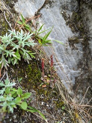 Gentiana zollingeri tentyoensis