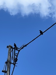 Corvus splendens