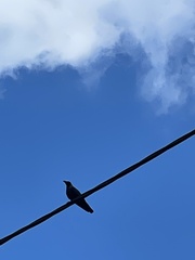 Corvus splendens
