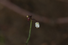 Utricularia limosa
