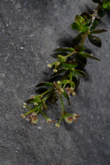 Galium tarokoense