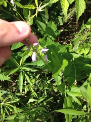 Desmodium illinoense