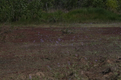 Utricularia leptoplectra